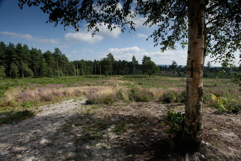 Farnham Heath wildflower restoration project