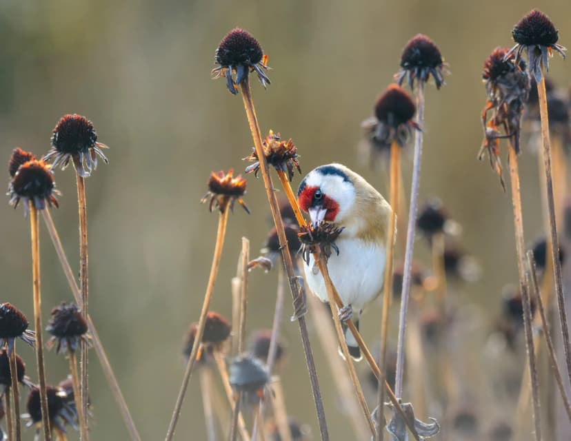 Goldfinch - symbol of nature restoration success