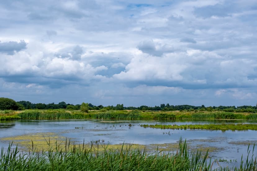 Middleton Lakes wildflower restoration project